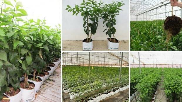 calip (2)|caliplant 2